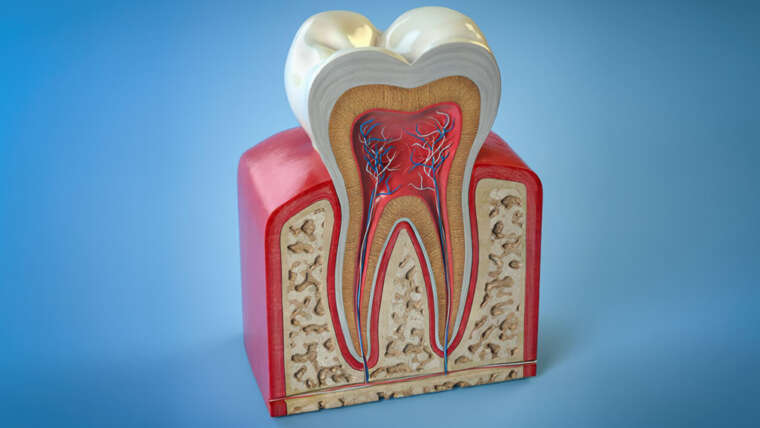Endodonzia